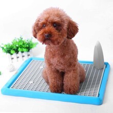 恩澤（日新）寵物日用品廠 專注品質，引領寵物日用百貨新風尚